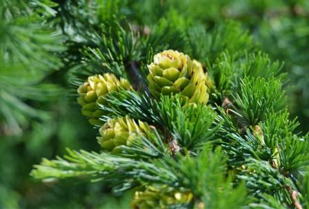 Файл:Хвойная аллея.jpg