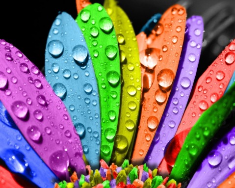 Магия цветов.jpg