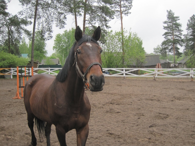 Файл:Лошадь 0426.JPG