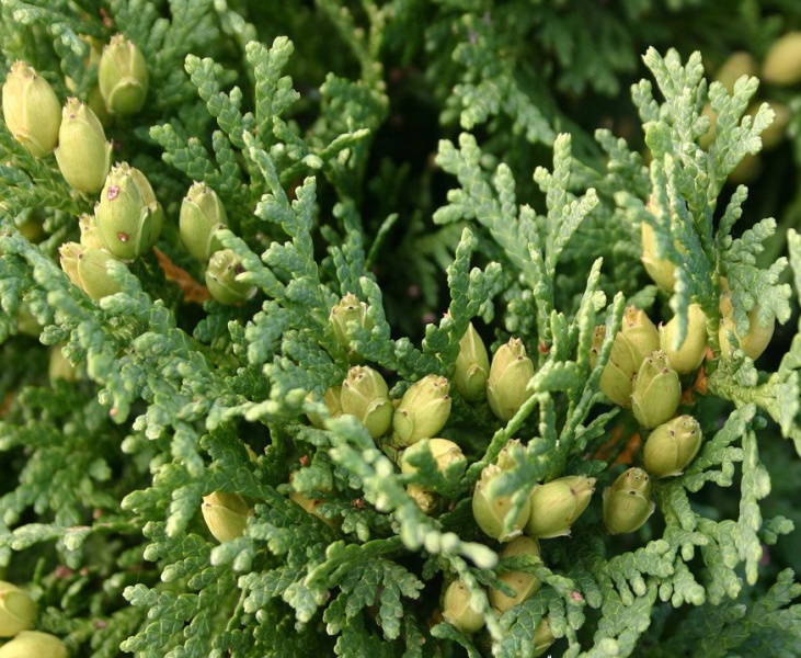 Файл:3639f963ce08b2b5ba7c25a2e87d4a05 (1).jpg